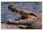 Find the Best Travel Agency in Tanzania