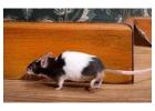 Rodent Control Hunter Valley | CPR Pest Services