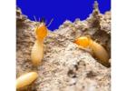 Termite Pest Control Sydney | Knockdown Pest Control