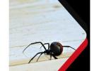Spider Control Perth | Chambers Pest Solutions