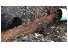 Tree Root Removal in Brisbane | Renoline