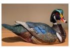 Wood Ducks: Behavior, Nesting, and Migration Explained