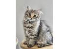Beautiful Siberian Kittens Ready for New Home