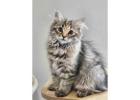 Adorable Siberian Kittens ready for new home.