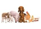 veterinary supplies distributors