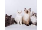 Your New Best Friend Awaits - Adorable Kittens & Cats For Sale!
