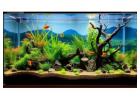 Oasis Aquariums – Premium Aquarium Fish Tank Shop in Sydney