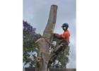 Tree Removal Services Palm Beach