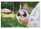 Purebred Pomeranian Puppies for sale!