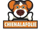Distributeurs de Nourriture pour Chiens: Praticité et Confort