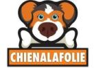 Essential Training Toys for Dogs : Effective Learning Tools