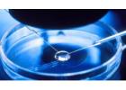 IVF (In Vitro Fertilization) Treatment in USA