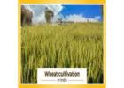 Wheat Cultivation and it's Processed in India