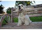 Adorable Cockapoo puppies ready for their forever homes