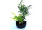 Stylish & Affordable Indoor Plant Hire for Homes & Offices