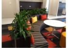 Best Indoor Plants Hire Melbourne – Fresh & Stylish Greenery