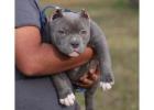 American Bully and American Pitbull Terrier Puppies for sale |