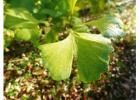 Windover Gold Ginkgo Tree | Delivery, Planting & 1-Year Warranty