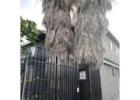Cisnero’s Tree Care – Trusted Tree Trimming & Removal Experts in Los Angeles