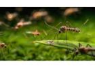 Mosquito Control​ Fort Worth Dallas, TX