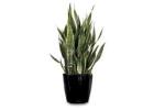 Affordable Indoor Plant Hire for Homes & Offices