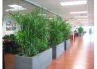 Indoor Plant Hire Melbourne – Fresh Plants for Any Space
