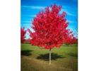 Autumn Blaze® Maple Tree for Sale | Fast-Growing, Fiery Fall Color | Free Delivery & Planting