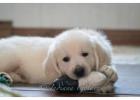 English Cream Golden Retrievers Indiana: Top-Quality And Healthy Puppies