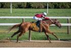 Master the Art of Picking Winning Horses Today!