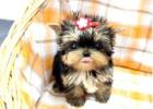 Pomeranian-, Mops- & Yorkie-Welpen verfügbar – Nur 600 € pro Welpe!