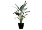 Affordable Plant Hire Melbourne – Quality Indoor & Outdoor Plants for Every Space