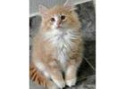 Adorable Siberian Kittens ready for new home.