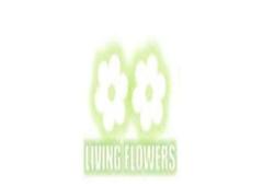 Same Day Flower Delivery Watsonia Same Day Flower Delivery Watsonia