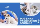 Cat Vaccination Schedule  | CGS Hospital