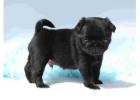 Adorable Pomeranian, Dachshund & Pug Puppies – $600 Each!