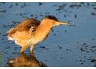 Your Guide to Observing American Bittern in NJ