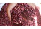Rose Petals Manufacturer and Supplier in India