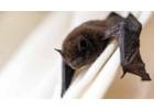 Trusted Bat Removal by Simcoe Muskoka Wildlife Removal in Ontario