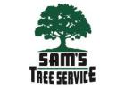 Hazardous Tree Removal Santa Rosa