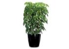 How to Choose Best Indoor Plants Hire Melbourne Services