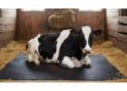 Online Buy Super Quality Cow Mat | Gravolite