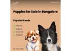 Premium Puppies for Sale in Bangalore – Ethical Dog Breeding Services by Aubree