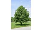 Redmond American Linden Tree – Linden Tree Glenview