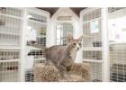 Discover Reliable Cat Boarding Prices Near Me with Happy Hounds Pet Retreat