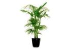 How Office Plants for Hire Improve Workplace Productivity and Decor