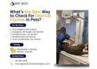 What’s the Best Way to Check for Internal Injuries in Pets?