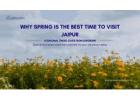 Discover best time to visit Jaipur in Spring