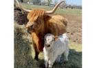 Mini Highland Calves for Sale EU - Veterinary Checked