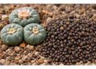 Premium Peyote Cactus Seeds – Lophophora Williamsii (Fresh & High Quality)