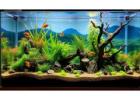 Oasis Aquariums: Trusted Aquarium Store in Sydney and Australia